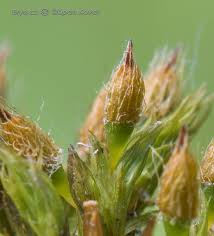 Attēlu rezultāti vaicājumam “Orthotrichum speciosum”