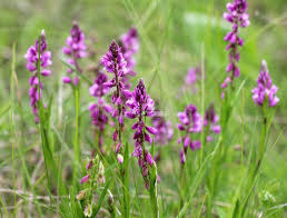 Attēlu rezultāti vaicājumam “Polygala comosa flower”