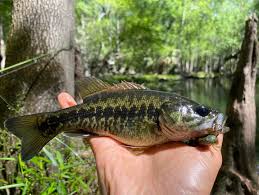 Image result for Micropterus