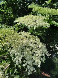 Attēlu rezultāti vaicājumam “Sambucus nigra”