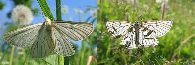 Attēlu rezultāti vaicājumam “Siona lineata”