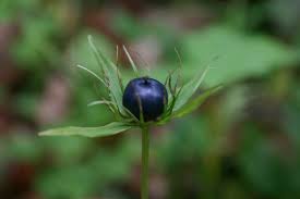 Attēlu rezultāti vaicājumam “Paris quadrifolia fruit”