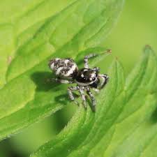 Attēlu rezultāti vaicājumam “Salticus scenicus”