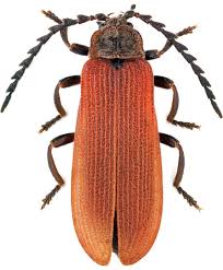 Attēlu rezultāti vaicājumam “Lycidae”