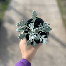 Image result for Cineraria maritima