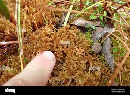 Attēlu rezultāti vaicājumam “Sphagnum fuscum”
