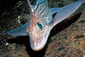 Image result for Callorhinchus capensis