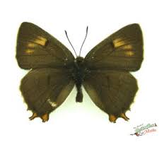 Attēlu rezultāti vaicājumam “Thecla betulae underside”