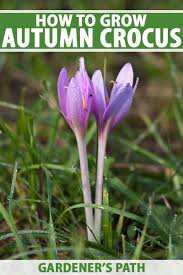 Attēlu rezultāti vaicājumam “Colchicum autumnale flower”