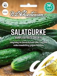 Image result for Gurke