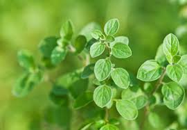 Image result for Oregano