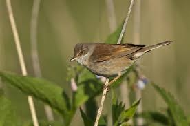 Attēlu rezultāti vaicājumam “Sylvia communis”