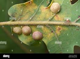 Attēlu rezultāti vaicājumam “Neuroterus quercusbaccarum”