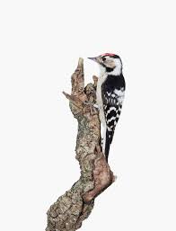 Attēlu rezultāti vaicājumam “Dendrocopos minor”