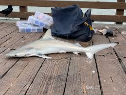 Image result for Carcharhinus isodon