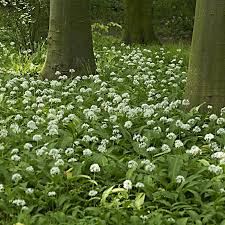 Image result for Bärlauch