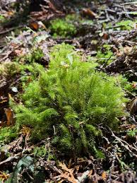 Attēlu rezultāti vaicājumam “Leucobryum juniperoideum”
