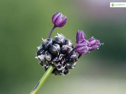 Attēlu rezultāti vaicājumam “Allium scorodoprasum fruit”