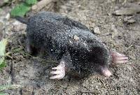 Attēlu rezultāti vaicājumam “Talpa europaea”