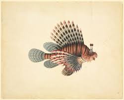 Image result for Pterois volitans