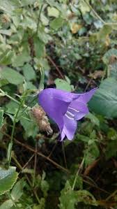 Attēlu rezultāti vaicājumam “Campanula persicifolia bud”