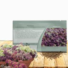 Attēlu rezultāti vaicājumam “Anthyllis maritima bud”