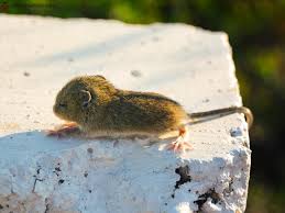 Attēlu rezultāti vaicājumam “Sicista betulina”