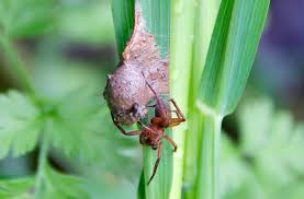 Attēlu rezultāti vaicājumam “Agroeca brunnea”