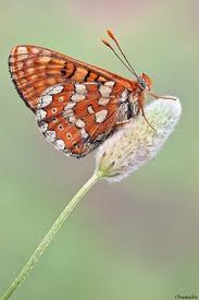 Attēlu rezultāti vaicājumam “Euphydrias aurinia”