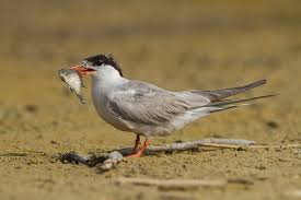 Image result for Sterna hirundo
