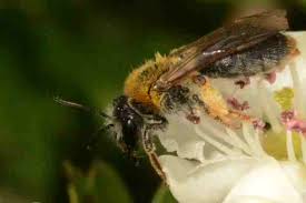 Attēlu rezultāti vaicājumam “Andrena haemorrhoa female”