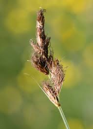 Attēlu rezultāti vaicājumam “Carex disticha”