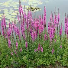 Image result for Blutweiderich