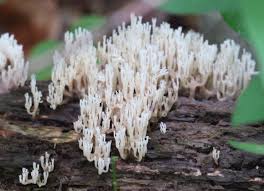 Attēlu rezultāti vaicājumam “Clavicorona pyxidata”