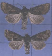 Attēlu rezultāti vaicājumam “Oligia sp.”