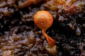 Attēlu rezultāti vaicājumam “Physarum psittacinum stalked”