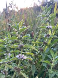 Attēlu rezultāti vaicājumam “Mentha x verticillata leaf”