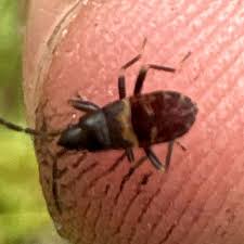 Attēlu rezultāti vaicājumam “Eremocoris plebejus”