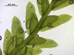 Attēlu rezultāti vaicājumam “Fissidens osmundoides”