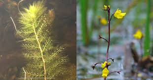 Attēlu rezultāti vaicājumam “Utricularia vulgaris”