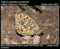 Attēlu rezultāti vaicājumam “Argynnis adippe female”