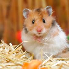 Afbeeldingsresultaat voor hamsters
