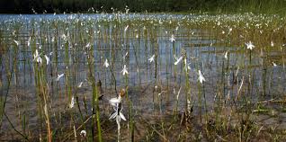 Attēlu rezultāti vaicājumam “Lobelia dortmanna”