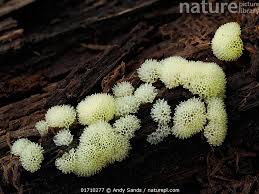 Attēlu rezultāti vaicājumam “Ceratiomyxa porioides”