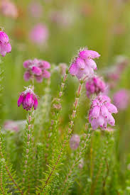 Attēlu rezultāti vaicājumam “Erica tetralix leaf”