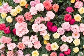 Image result for FOTO ROSA