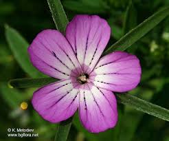 Image result for Agrostemma githago