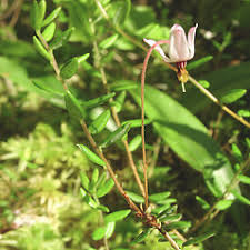 Attēlu rezultāti vaicājumam “Oxycoccus leaf”