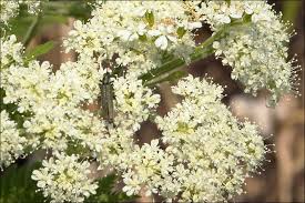 Image result for Myrrhis odorata