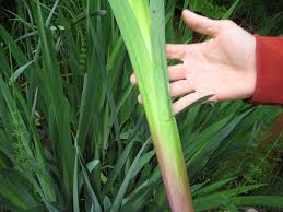 Attēlu rezultāti vaicājumam “Iris pseudacorus leaf”